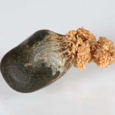 An individual colony of preserved Gersemia fruticosa, from the collection of the Nova Scotia Museum highlighting attachment point on small rock