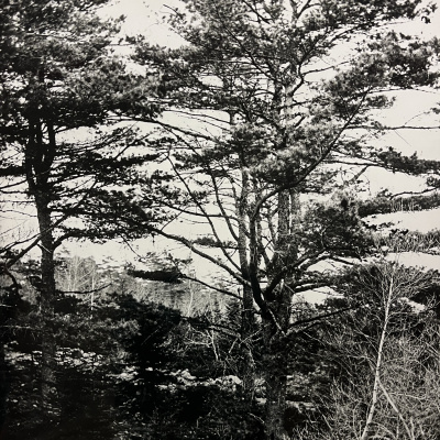 a woodland scene