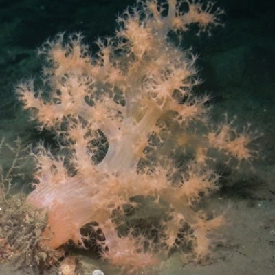A colony of living Gersemia fruticosa found in the coastal waters of Norway.