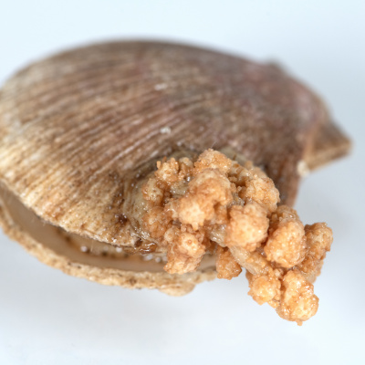This colony of Gersemia rubiformis is growing on the hard shell of a scallop