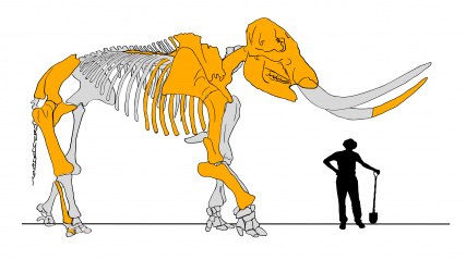 Skeleton Reconstruction of a mastodon with average human male for scale.