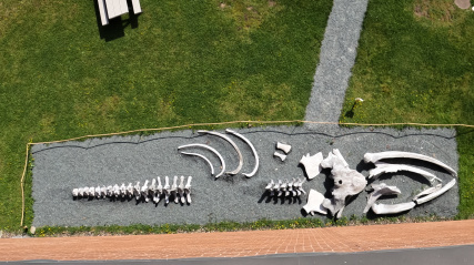 Drone image of the Museum of Natural History backyard, whale skeleton.