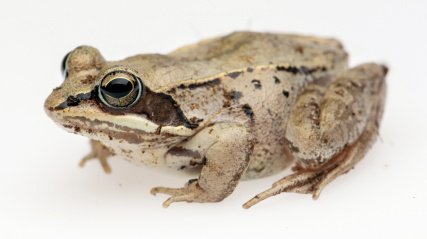 Wood Frog