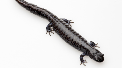 Blue-Spotted Salamander