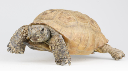 Gus the gopher tortoise, walking