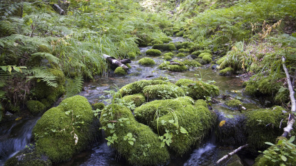 A shallow stream of clear water meanders through a forest floor, flowing over numerous rocks heavily covered in vibrant green moss. Lush ferns and other green vegetation, including small leafy plants and taller grasses, grow densely along the stream banks. Sunlight dapples the scene, illuminating parts of the water and foliage. The background shows more trees and undergrowth, suggesting a tranquil and natural environment.