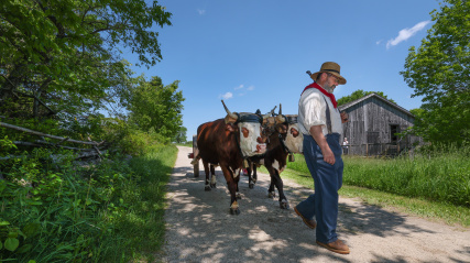 Costumed interpreters walking down the lane with a pair of oxen.