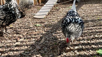 Four black and white speckled chickens with red combs explore a gravel-covered outdoor enclosure.