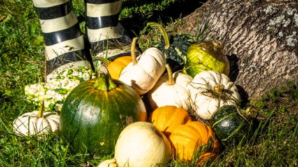 Small pile of gourds and the base of a tree.