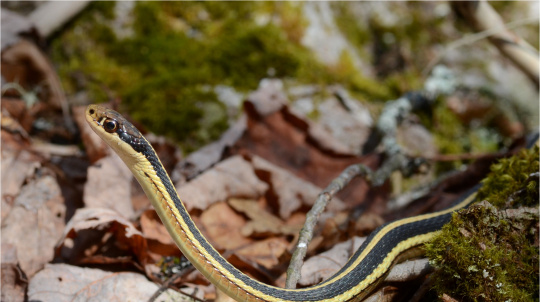 Eastern Ribbon Snake