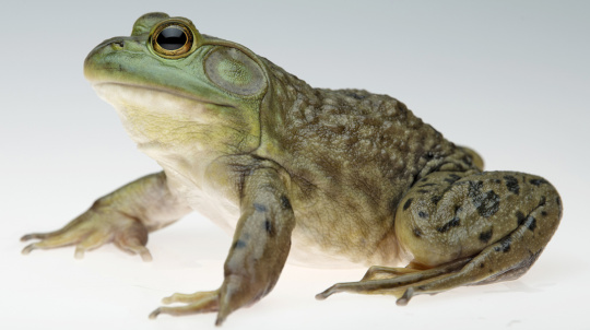 Bullfrog