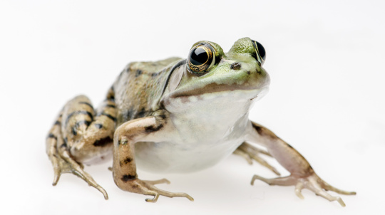 Green Frog