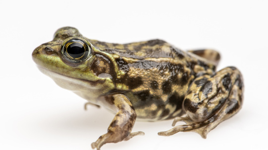 Mink Frog