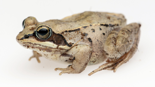 Wood Frog