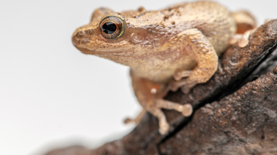 Northern Spring Peeper