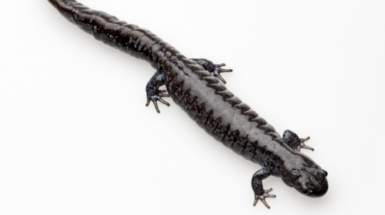 Blue-Spotted Salamander