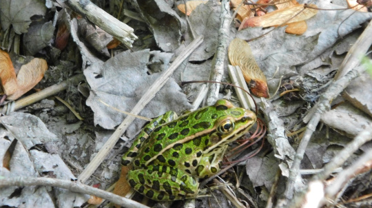 Northern Leopard Frog