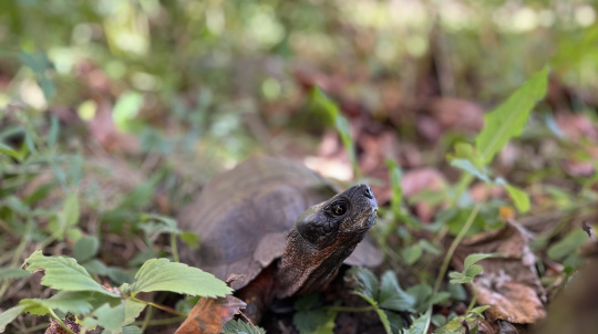 Wood Turtle