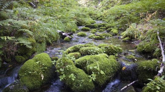 A shallow stream of clear water meanders through a forest floor, flowing over numerous rocks heavily covered in vibrant green moss. Lush ferns and other green vegetation, including small leafy plants and taller grasses, grow densely along the stream banks. Sunlight dapples the scene, illuminating parts of the water and foliage. The background shows more trees and undergrowth, suggesting a tranquil and natural environment.