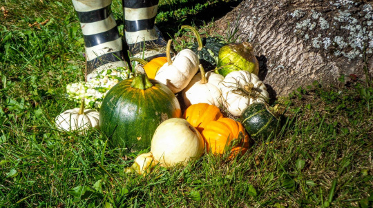 Striped rubber boots standing next to a pile of gourds at the base of a tree.