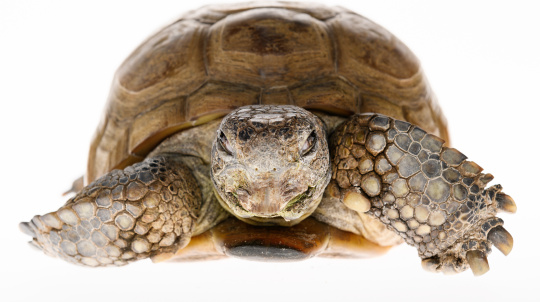 Gus the Gopher Tortoise.