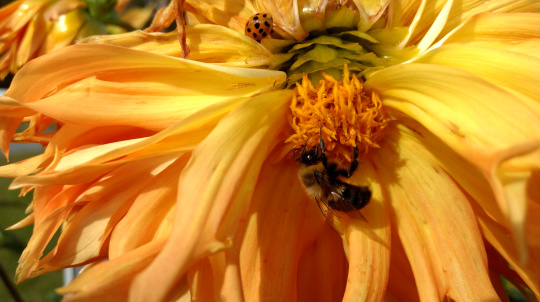A bee and a ladybug on a big yellow flower.