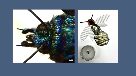 Natural History Collage Night - Tiny Things graphic