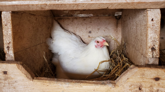 chicken in a coop.