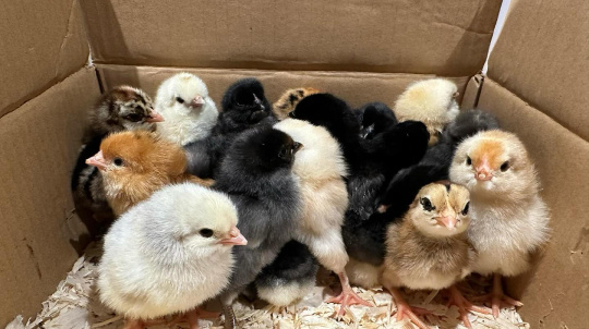 Chicks, of all colours, in a box with wood chips/