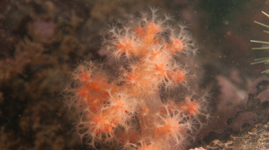 Gersemia rubiformis