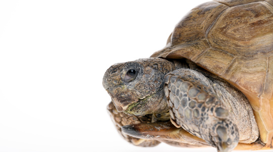 Gus the Gopher Tortoise