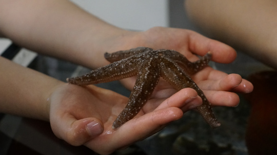 Hands holding a seastar.