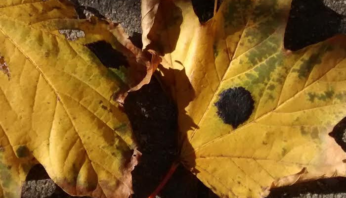 Norway Maple leaves with typical "tar spot"