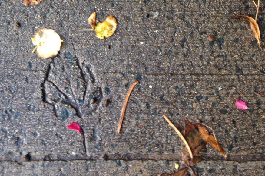 Leaf impression in cement surrounded by recent leaves